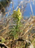 Aconitum anthora