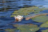 Nymphaea candida. Цветок и листья. Карелия, восточный берег оз. Топозеро, губа Нильмагуба, узкая заводь. 26.07.2021.