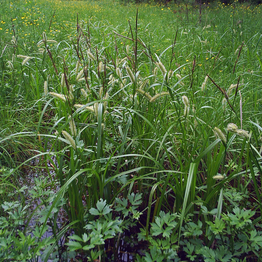 Image of Carex rhynchophysa specimen.