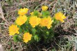 Adonis vernalis