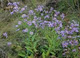 Aster amellus