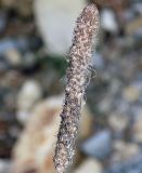 Plantago lanceolata