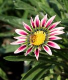 Gazania × hybrida