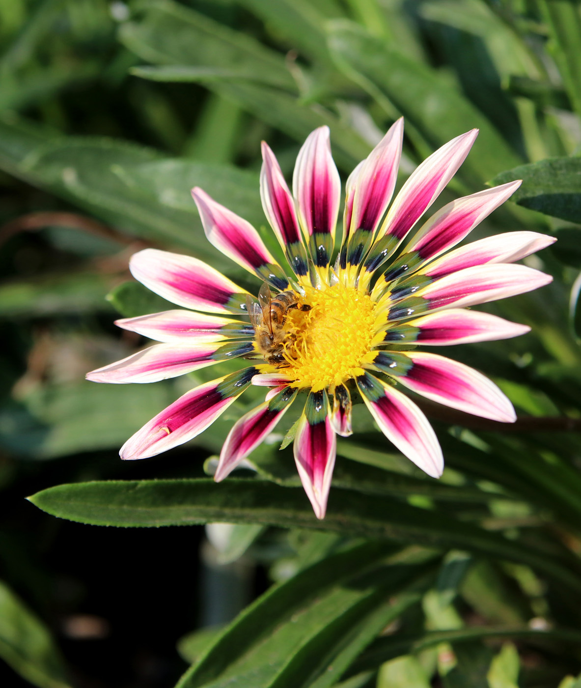 Image of Gazania &times; hybrida specimen.