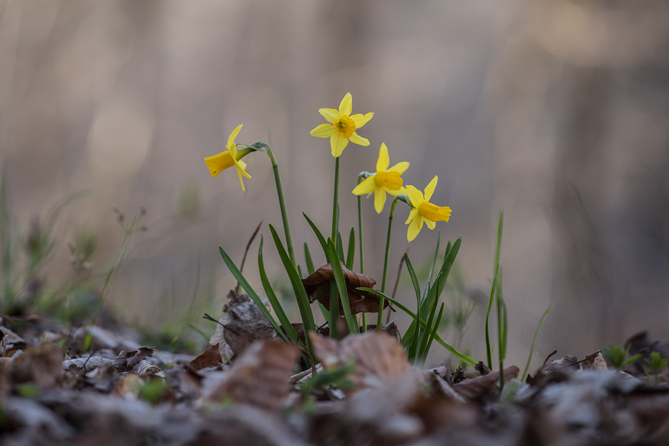 Изображение особи Narcissus pseudonarcissus.