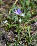 Campanula stevenii