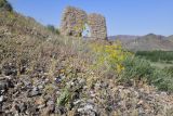 Fergania polyantha. Цветущее растение. Таджикистан, Согдийская обл., Исфара, Сурх (руины крепости Калаи Кафир), щебнистый склон. 2 мая 2023 г.