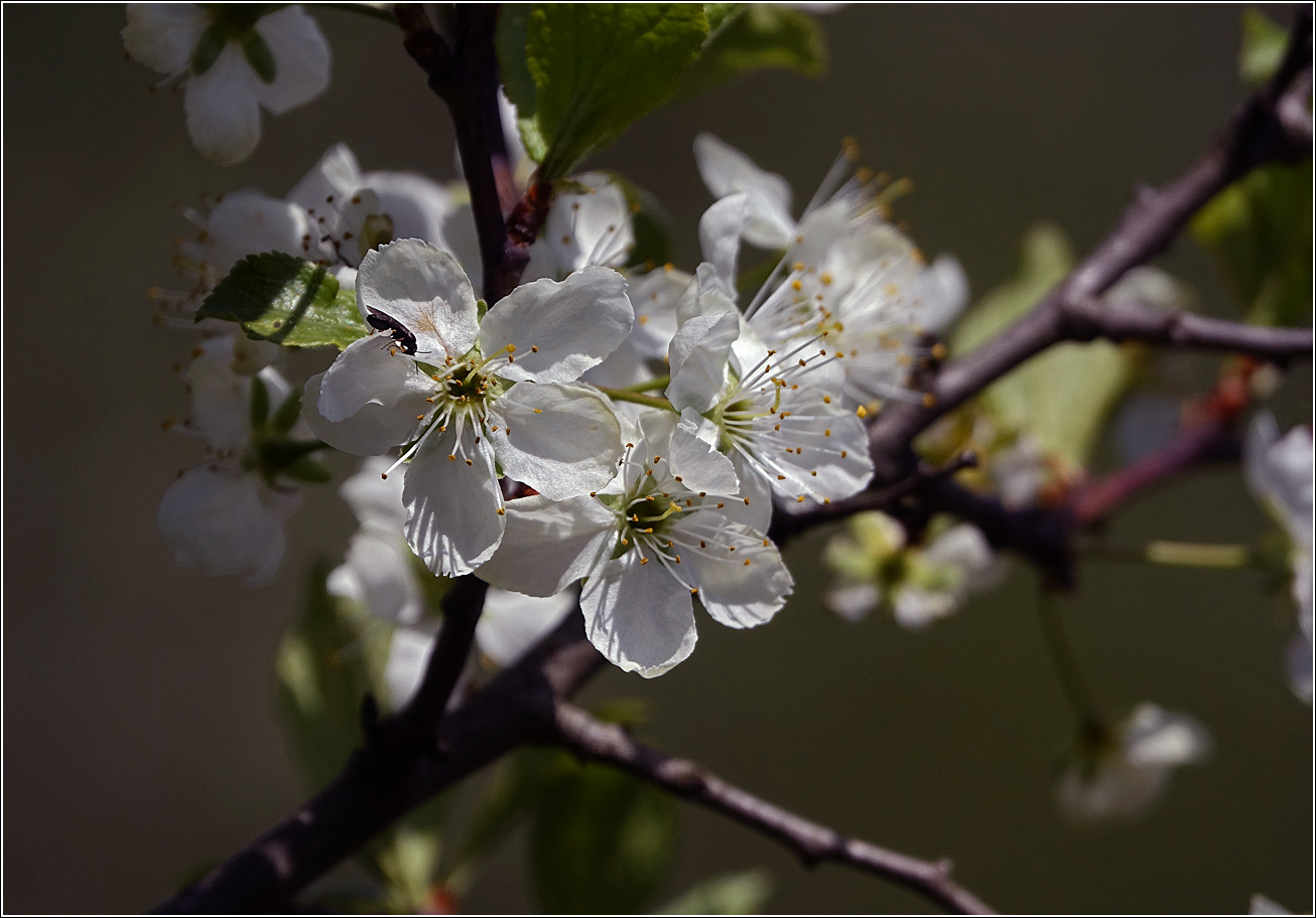 Image of Prunus domestica specimen.