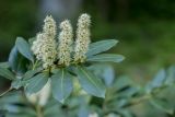 Lauro-cerasus officinalis