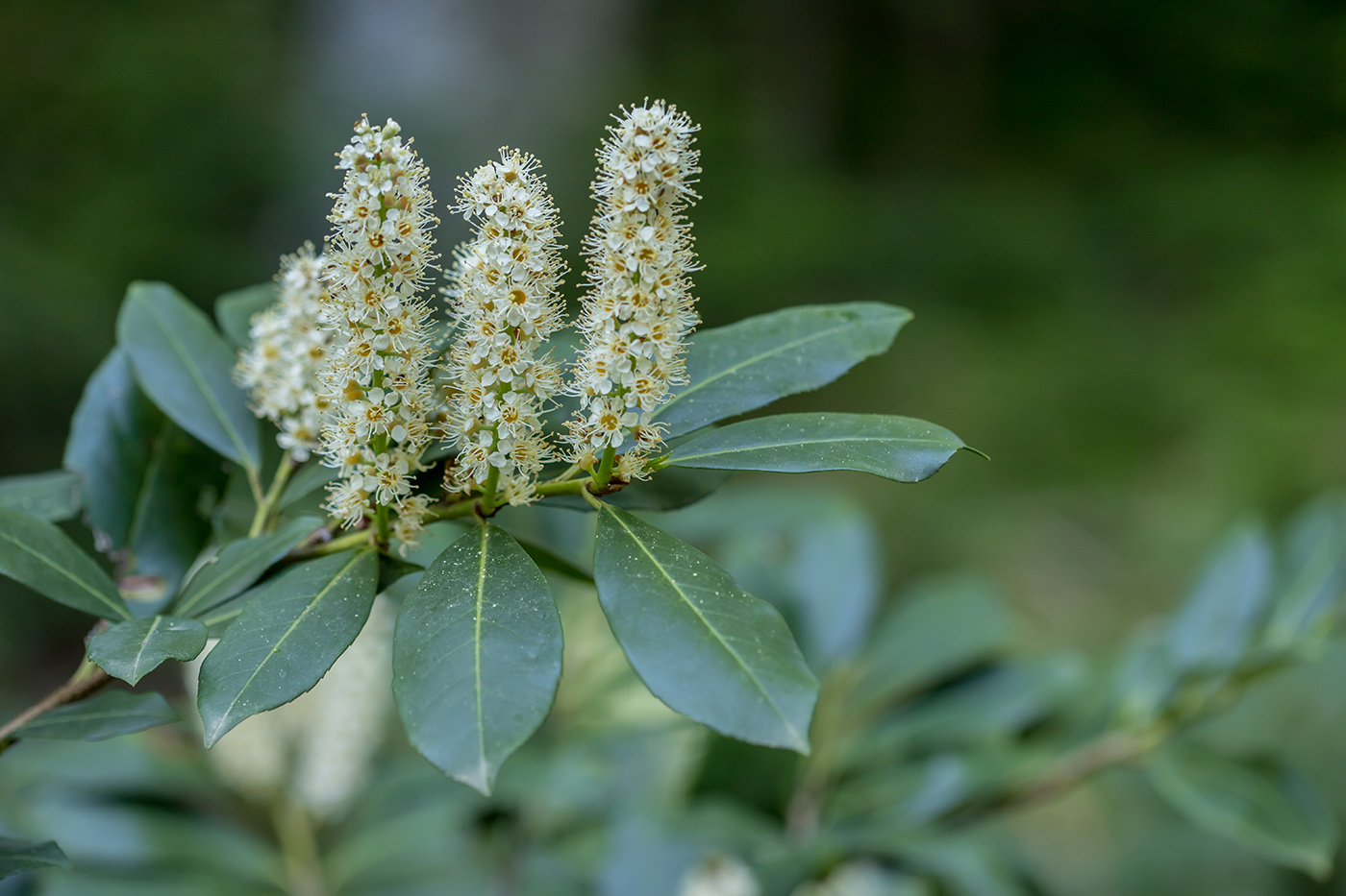 Image of Lauro-cerasus officinalis specimen.