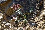 Bolbosaponaria sewerzowii. Цветущее растение. Таджикистан, Согдийская обл., Исфара, окр. г. Шураб, глинисто-каменистый склон. 2 мая 2023 г.