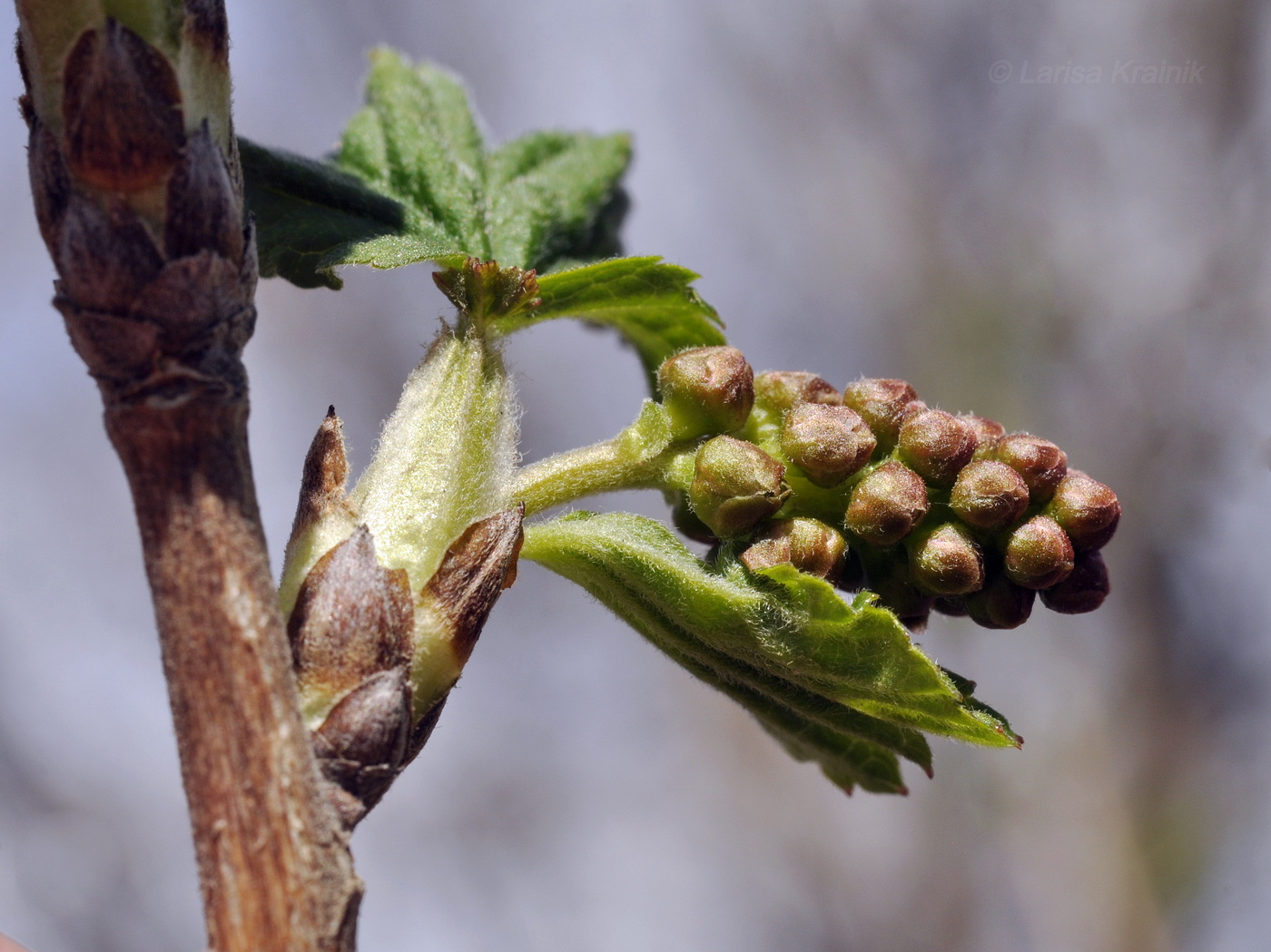 Image of Ribes mandshuricum specimen.