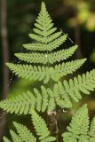 Gymnocarpium dryopteris. Вайя с сорусами (вид на абаксиальную поверхность). Томская обл., Томский р-н, окр. с. Аркашево, темнохвойный лес. 12.07.2023.