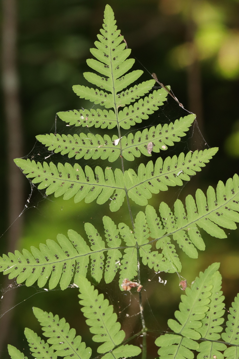 Изображение особи Gymnocarpium dryopteris.