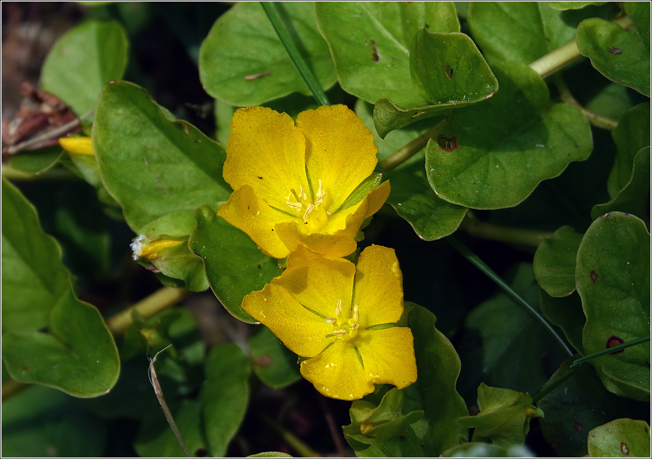 Изображение особи Lysimachia nummularia.