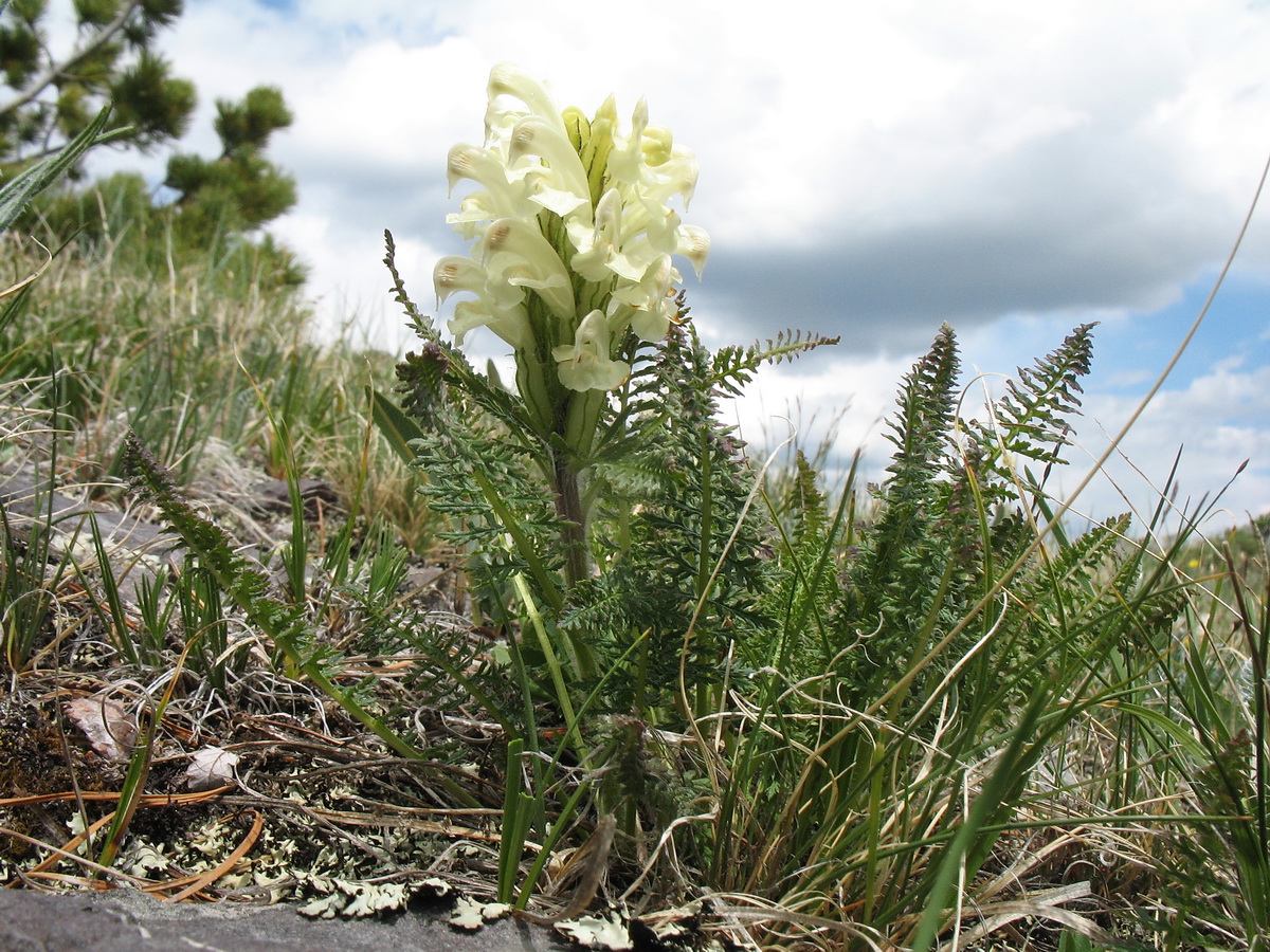 Image of Pedicularis venusta specimen.