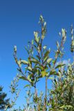 Salix phylicifolia. Ветви. Ленинградская обл., окр. пос. Большая Ижора, берег Финского залива, гребень песчаного берегового вала. 20.08.2023.