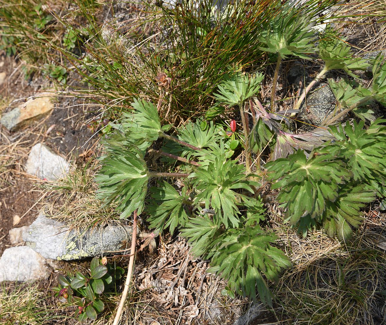 Изображение особи Anemonastrum biarmiense.