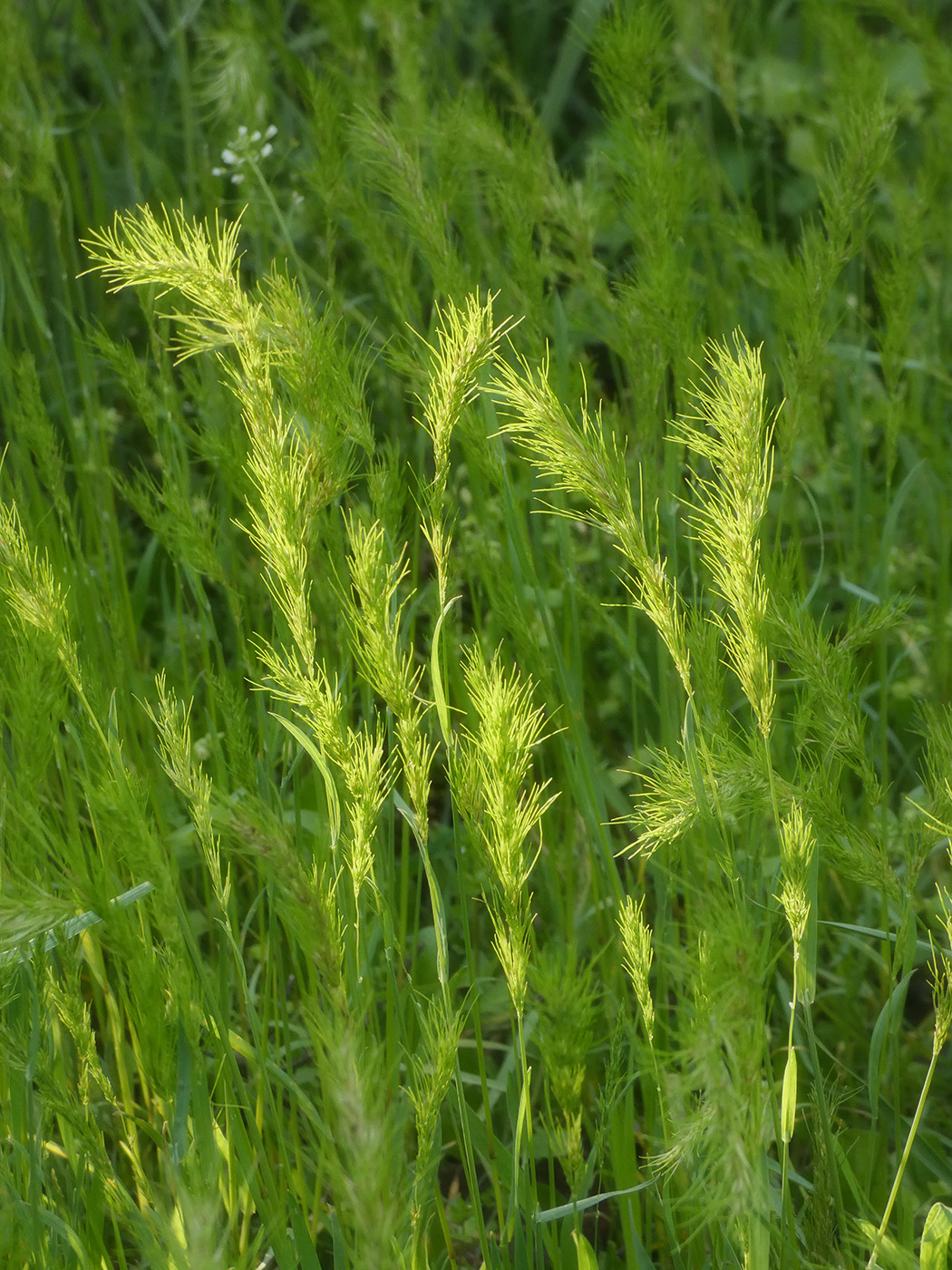 Изображение особи Poa bulbosa ssp. vivipara.