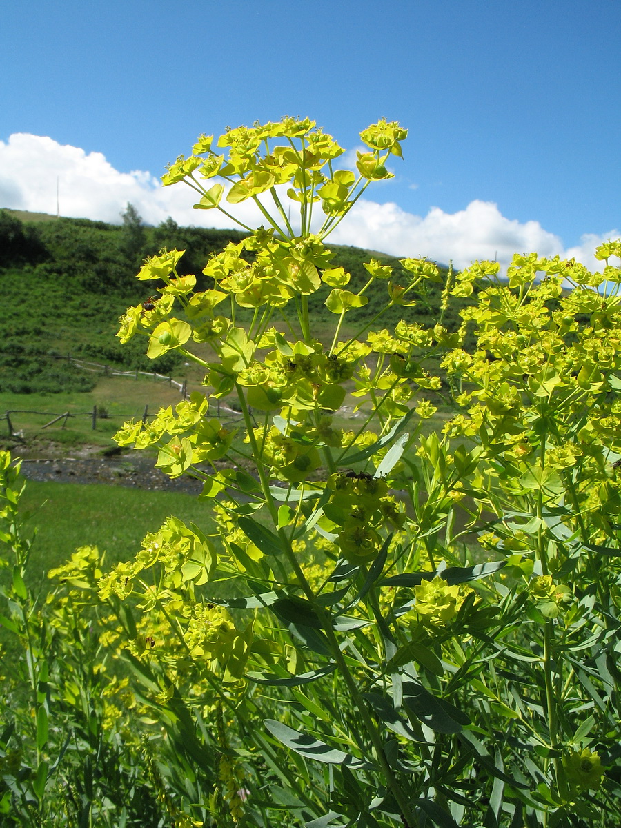 Image of Euphorbia virgata specimen.