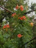 Campsis radicans