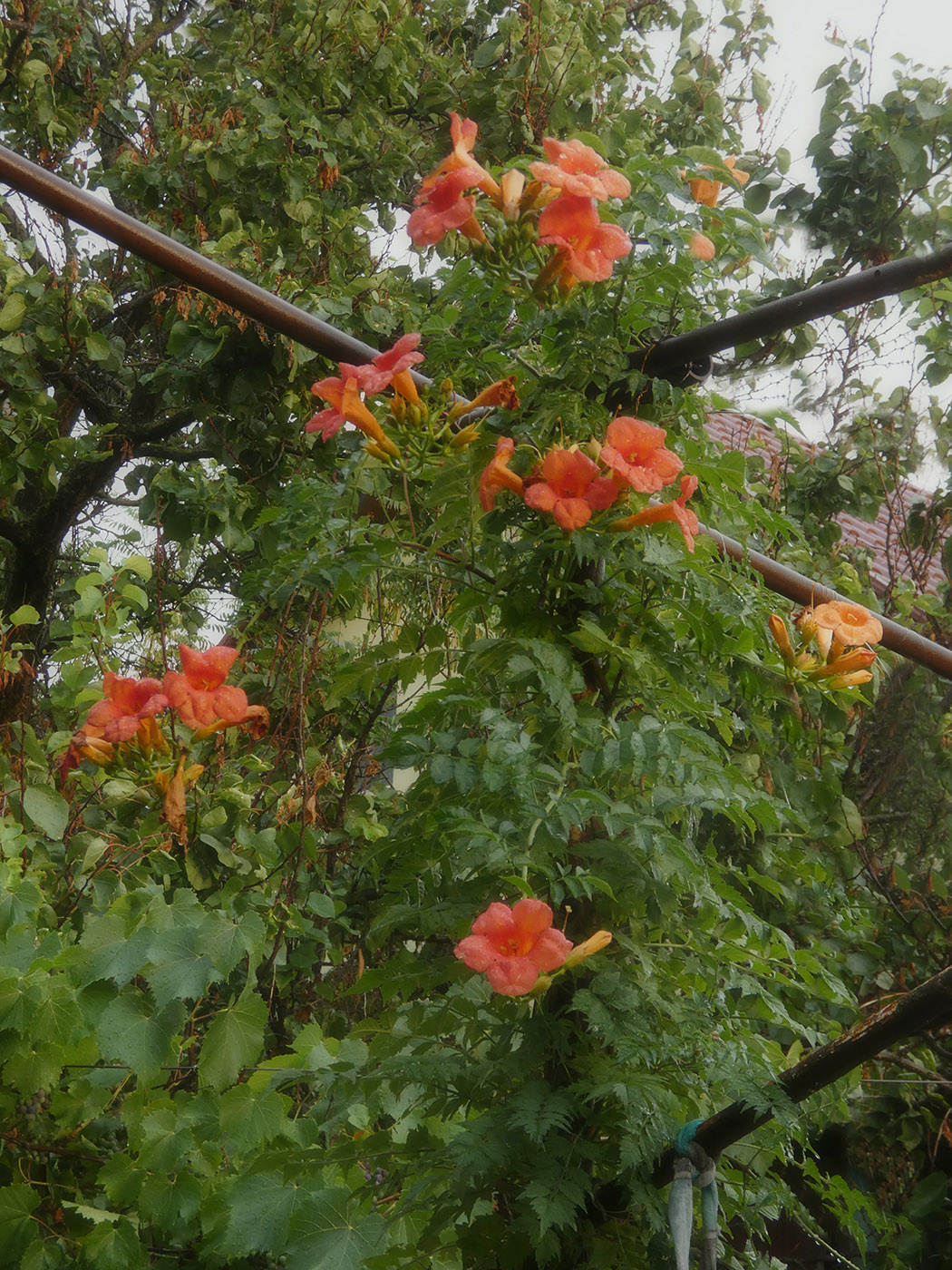 Изображение особи Campsis radicans.