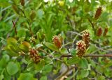 Salix &times; grahamii