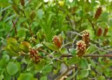 Salix × grahamii