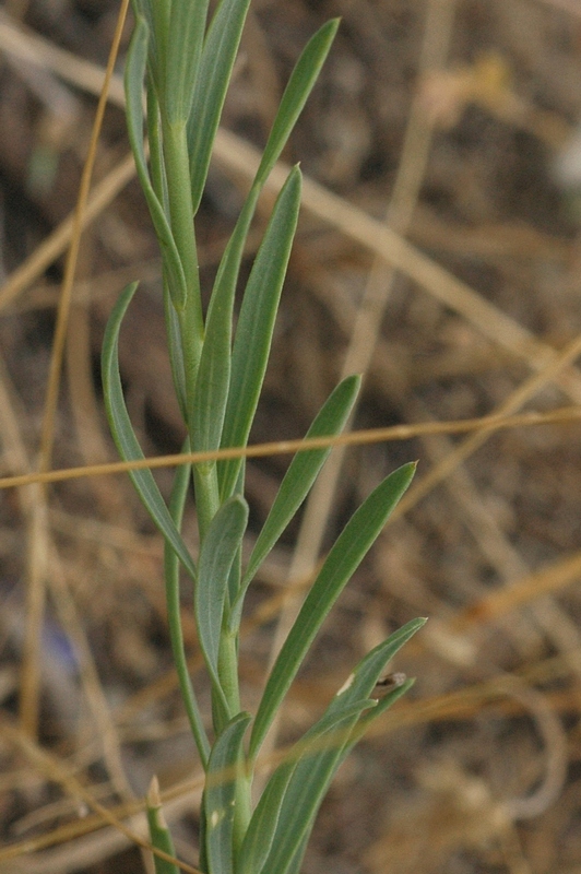 Изображение особи Linum perenne.