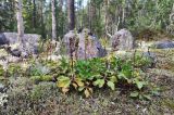 Orthilia secunda. Плодоносящие растения. Кольский полуостров, горы Хибины, низовья руч. Лявойок, разреженный сосняк. Август.