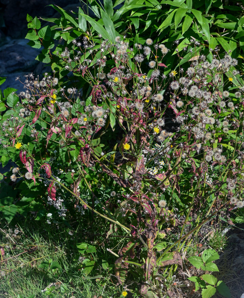 Image of Picris japonica specimen.