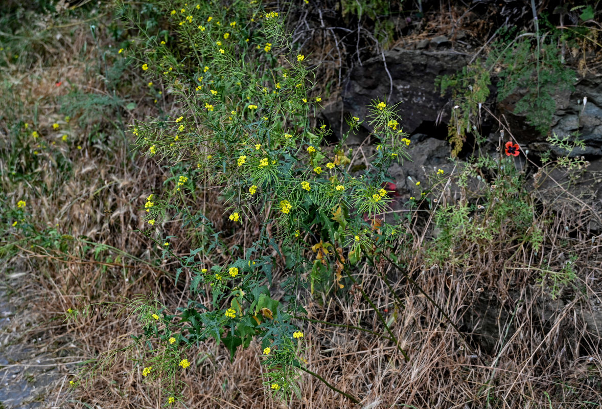 Image of genus Sisymbrium specimen.