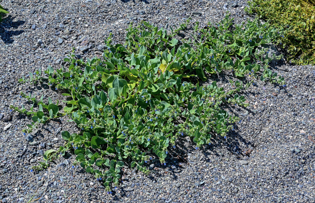 Image of Mertensia maritima specimen.