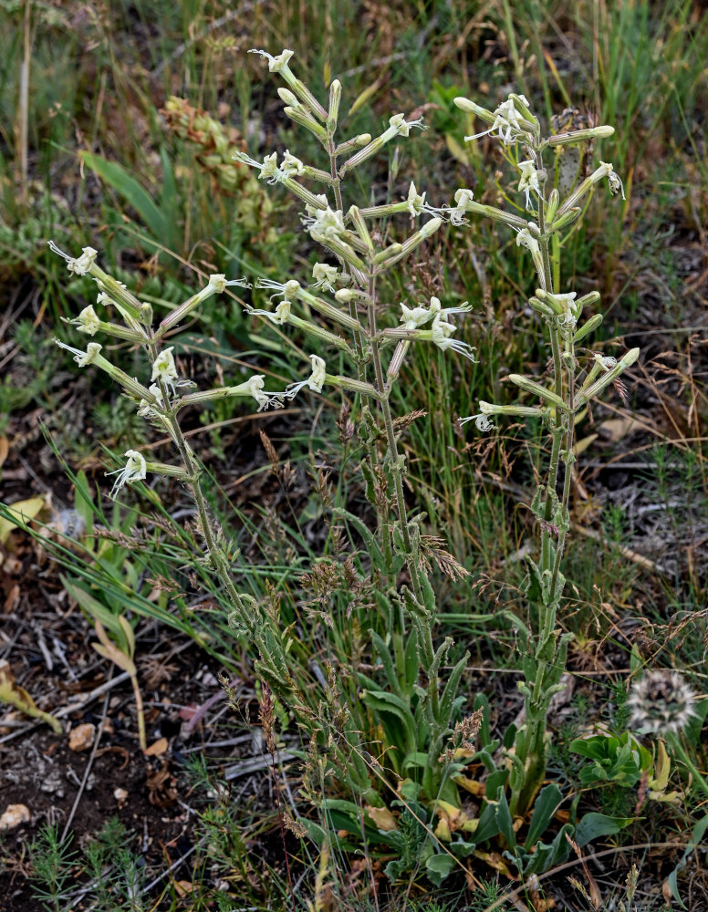 Изображение особи Silene viscosa.