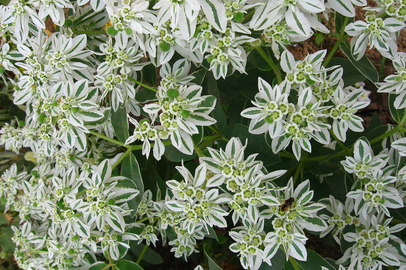 Image of Euphorbia marginata specimen.