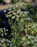 Astrodaucus orientalis. Верхушка цветущего растения. Армения, обл. Арагацотн, окр. монастыря Ованаванк, ≈ 1300 м н.у.м., черешневый сад, у дороги. 20.06.2022.