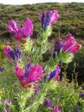 Echium plantagineum