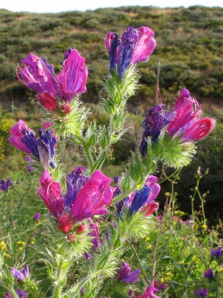Image of Echium plantagineum specimen.