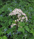 Darmera peltata