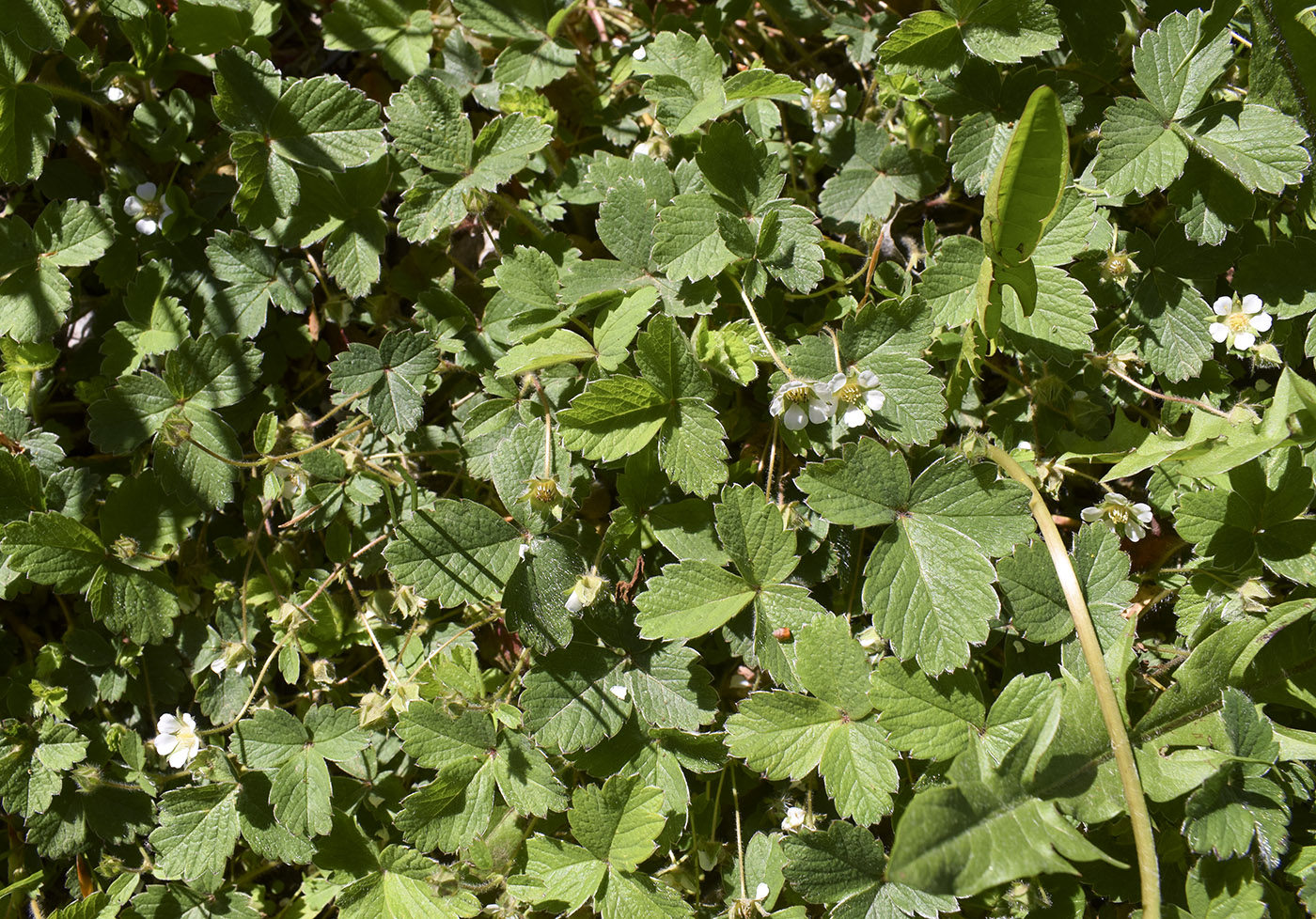 Image of Potentilla sterilis specimen.