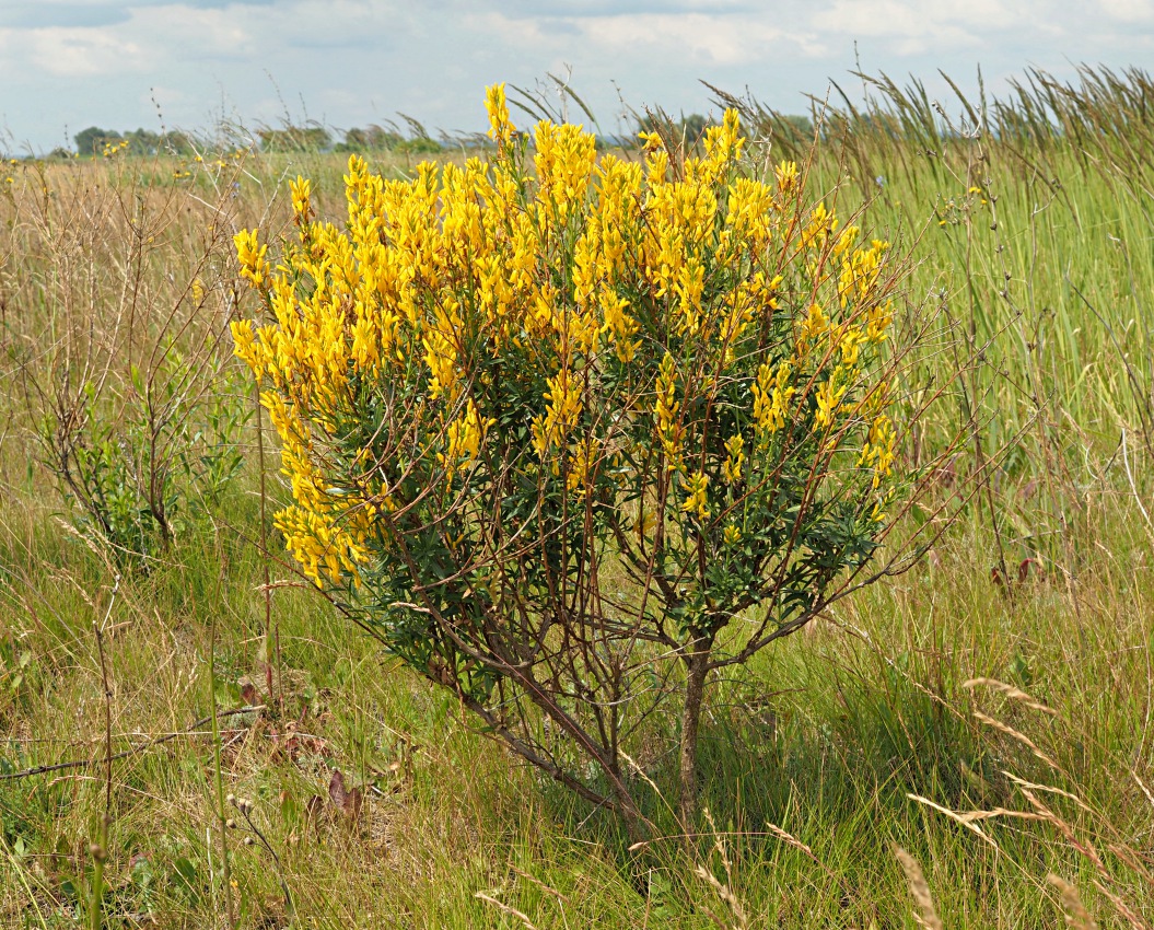 Изображение особи Genista tinctoria.