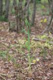 genus Triticum. Цветущее растение. Краснодарский край, Крымский р-н, окр. станицы Неберджаевская, дубово-грабинниковый лес. 30.05.2024.