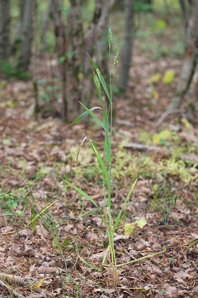 Image of genus Triticum specimen.