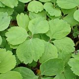 Anemone udensis