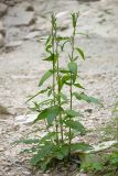 Rumex conglomeratus. Вегетирующие растения. Краснодарский край, Крымский р-н, окр. станицы Неберджаевская, ур. Темрючки, в каменистом русле обмелевшего лесного ручья. 14.05.2022.