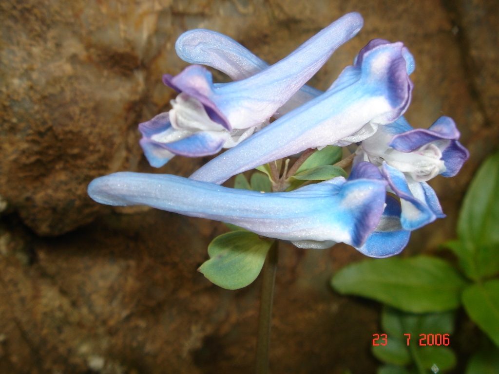 Image of Corydalis emanuelii specimen.