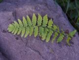 genus Dryopteris