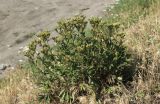 Potentilla recta