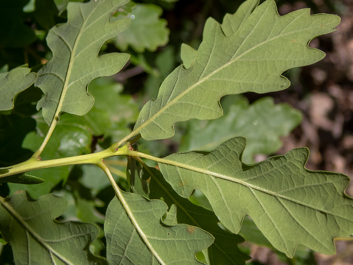 Image of Quercus pubescens specimen.