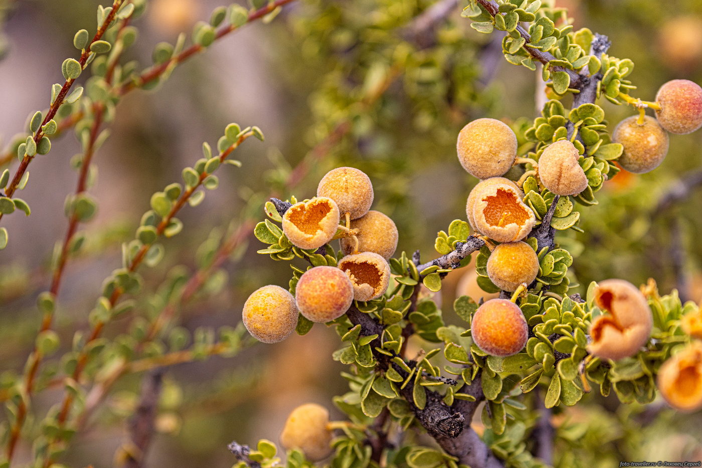 Изображение особи Boscia foetida.